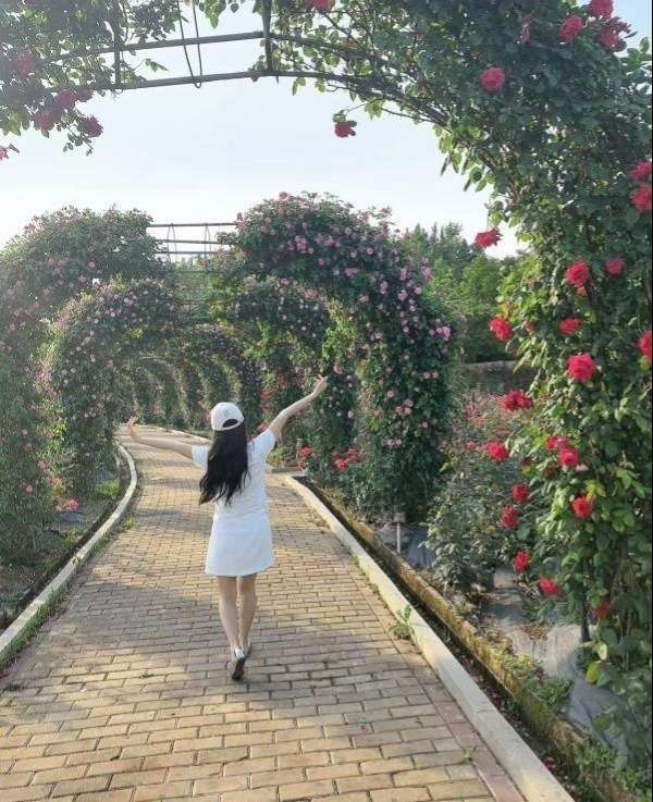 图片[2]-风一般的恋人-91茶馆